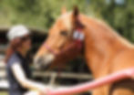 SFRV HorseChallenge® Turnier Willisau
