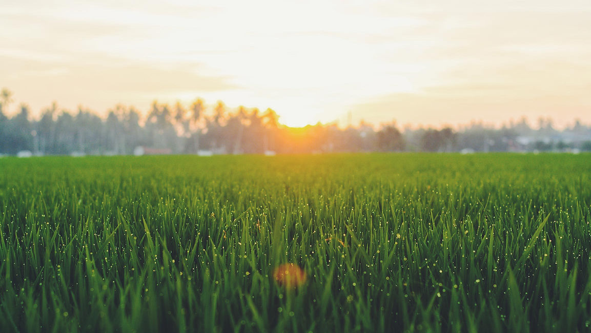 Green Grass.jpg