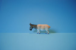 "Safari Box" Animaux bizarres en jou