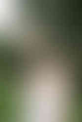 Brautstrauß werfen an der Hochzeitslocation auf der Insel Mainau