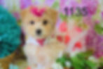 SOLD APRICOT MALTIPOO