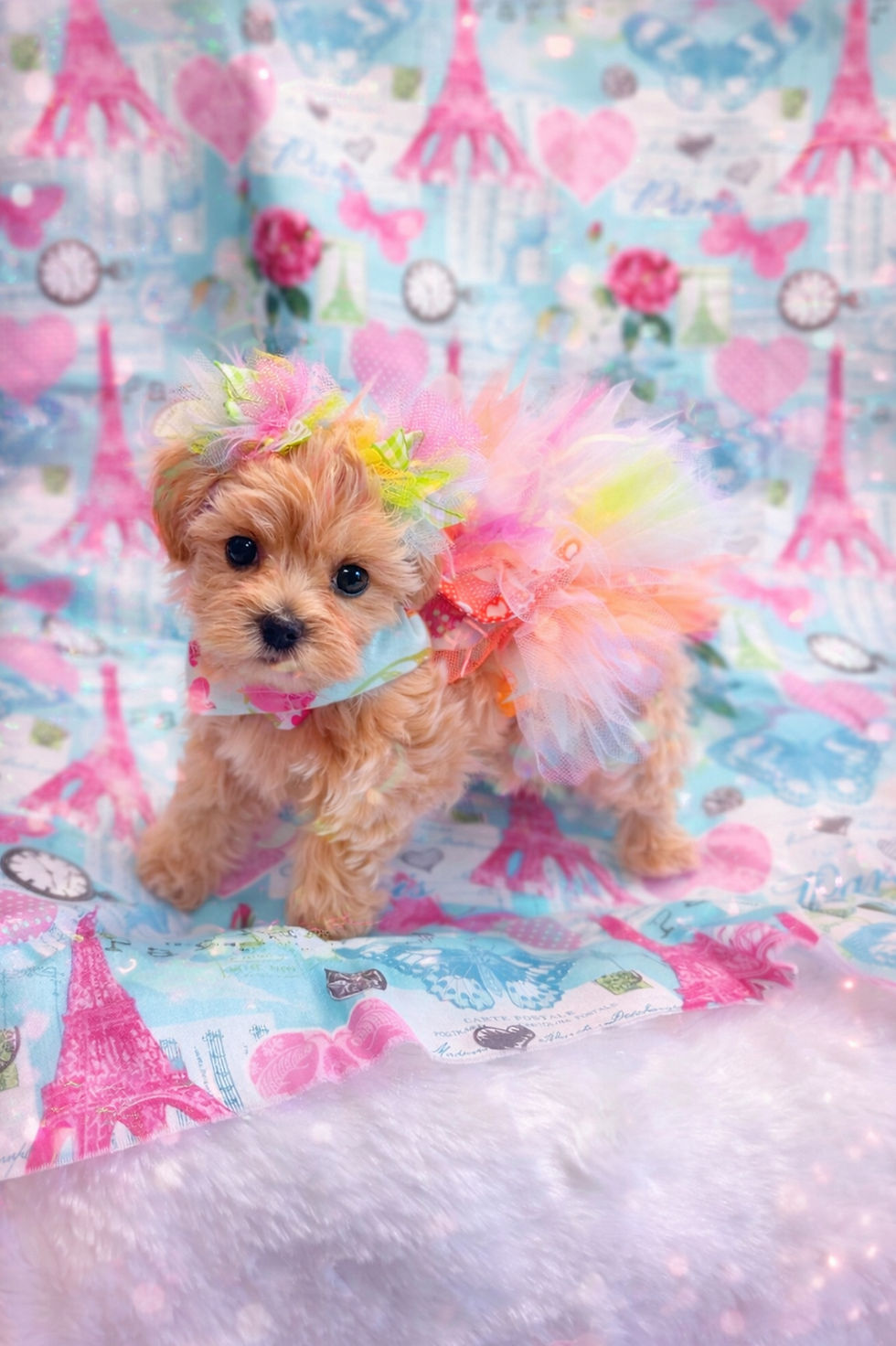 Daisy Puppy 5001-26 Female