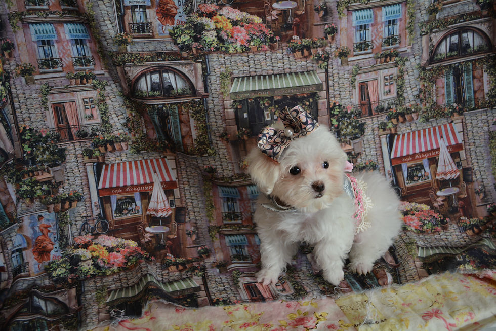 SOLD MALTESE 2028 Female (24)