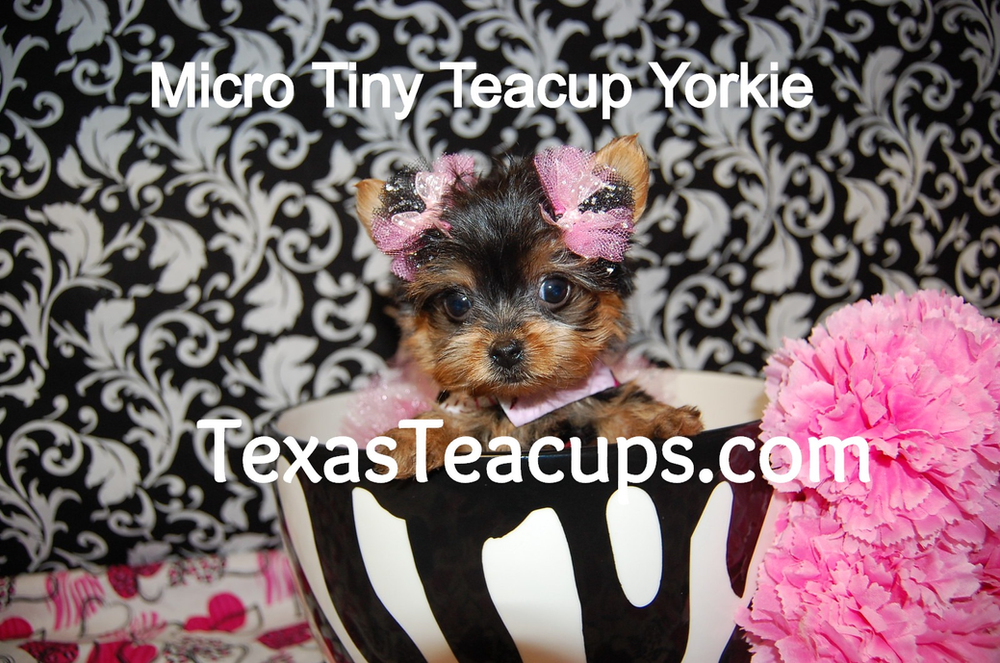 cheapest teacup puppy
