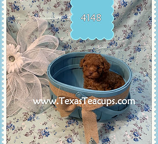 DARK RED POODLE 4148.jpg