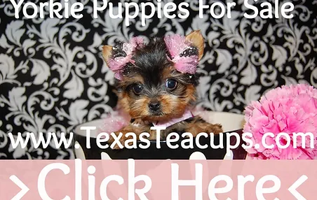 Teacup Puppies For Sale Pet Supplies Pet Boutique