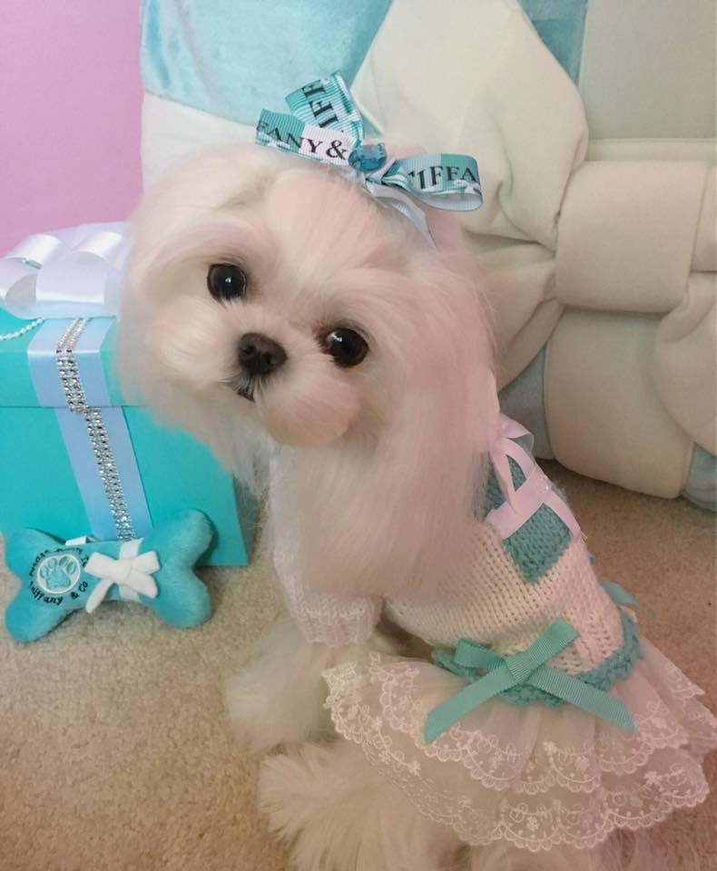 SOLD Baby Doll Face Maltese