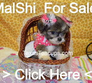 Tiny%20Malshi%20%23%2027-17_edited.jpg