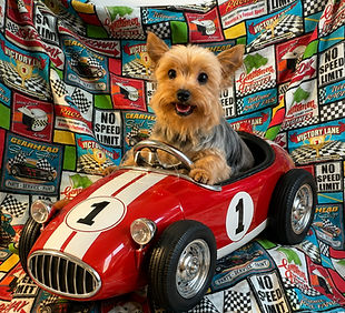 Adult Male Yorkie_edited.jpg