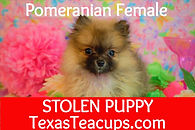 Pomeranian Puppy 1123 (4)_edited.jpg