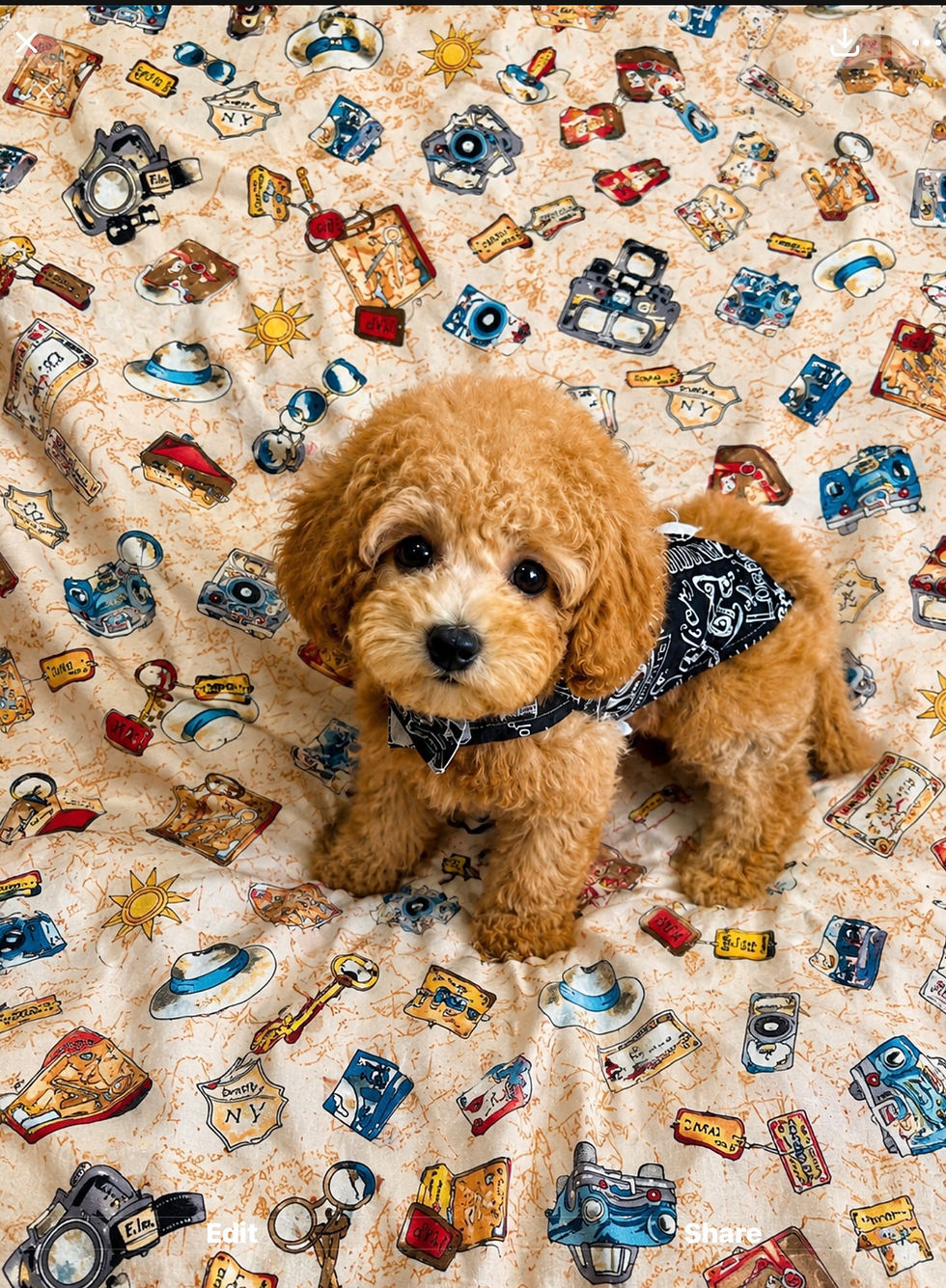 5007-26 🍼M-MaltiPoo