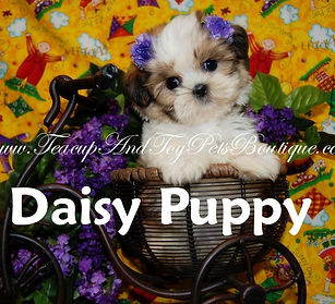 Daisy TexasTeacups.jpg