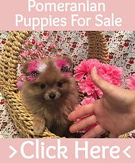 Teacup Pomeranian Puppy For Sale