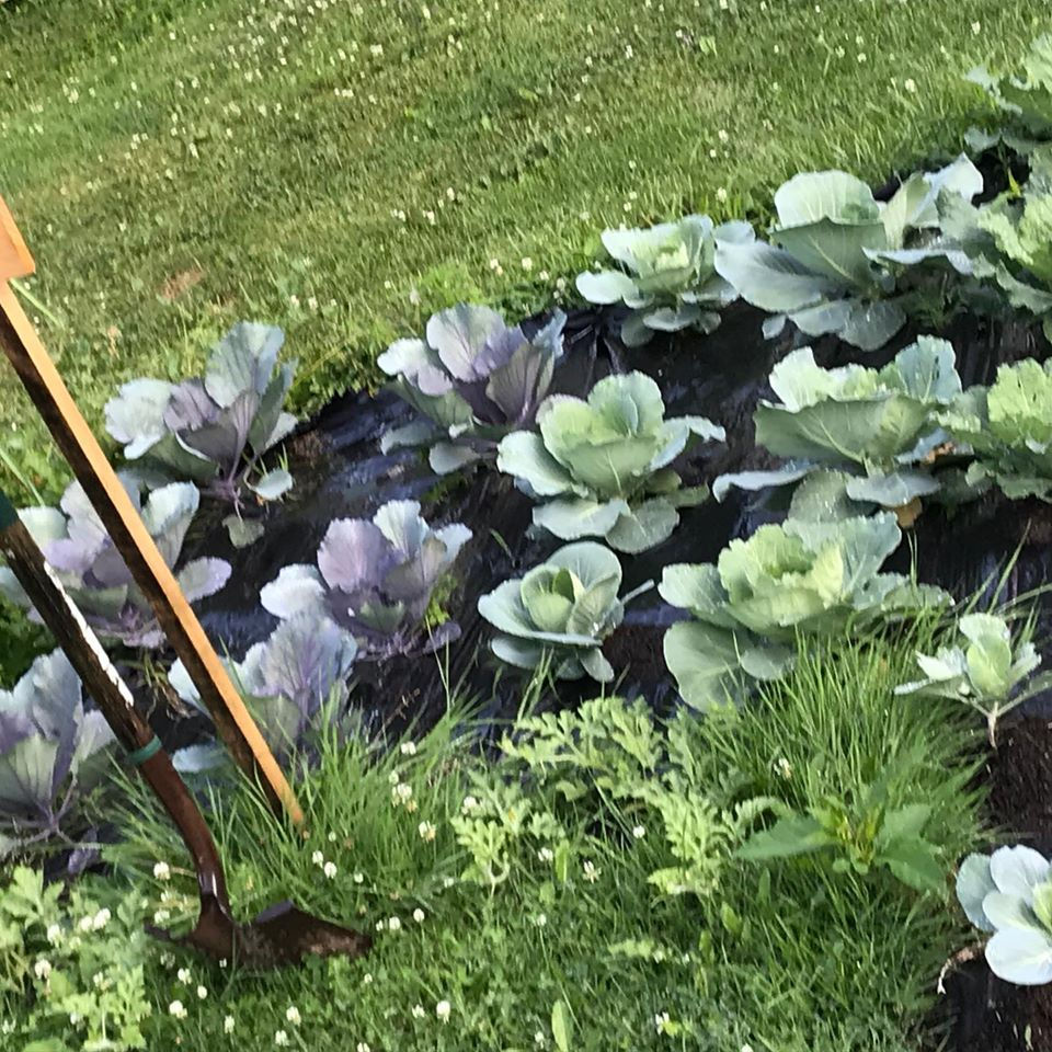 Thumbnail: 2020 CSA full Share options 1 - 4, $280 - $560