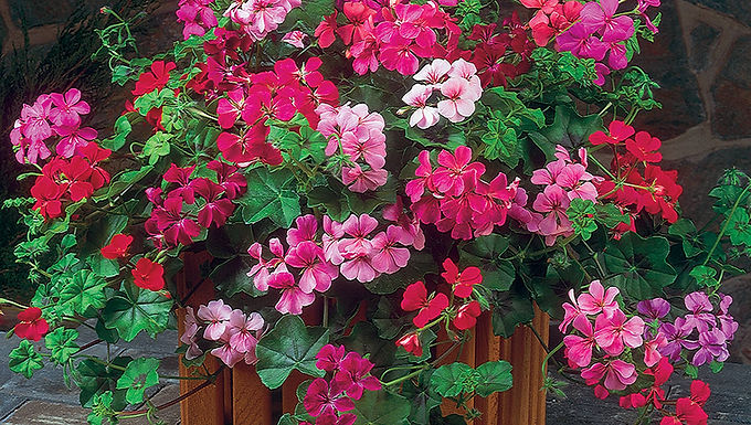 Geranium-Ivy Summer Showers