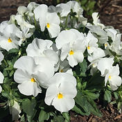Viola-Penny White