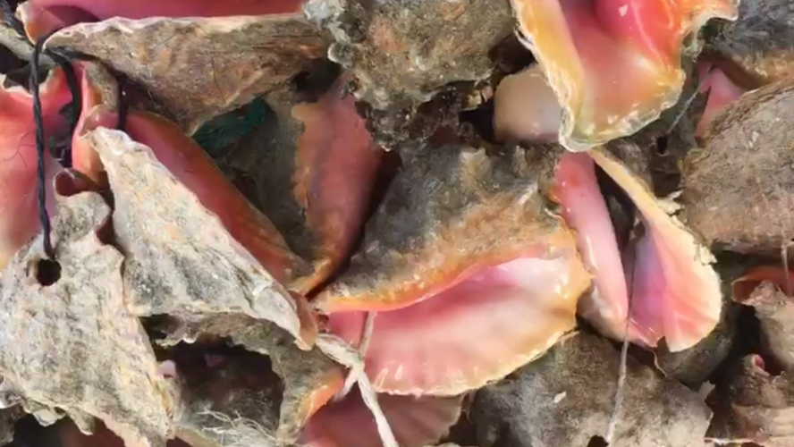 4 Delicious Conch Dishes