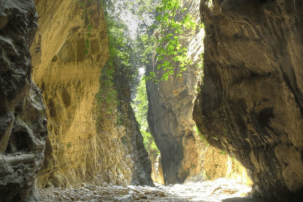 Sunlight filters through lush greenery, illuminating the rugged cliffs of a gorge in Mani, Greece.