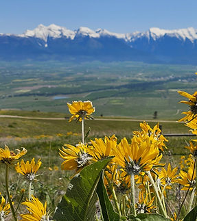 Arrowleaf & Mission Mtns.jpg