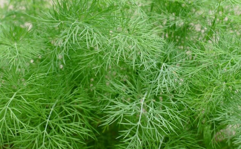 Aneth fraîche bio