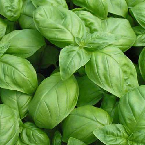 Basilic frais bio