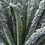 Miniature : Chou kale "Black Magic" - Cabbage kale