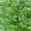 Miniature : Basilic grec - Spicy Bush Basil