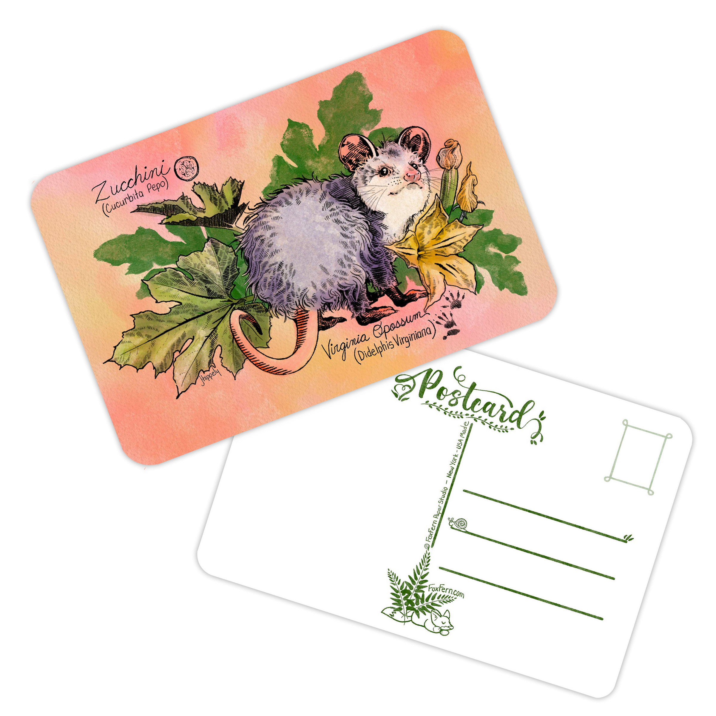 Opossum and Zucchini - Animal & Botanicals Pen Art - Pack of 5 Postcards