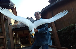 木鳥kotori 門永哲郎作品集