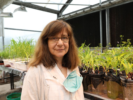 Importante reconocimiento para la científica detrás del trigo resistente a sequía
