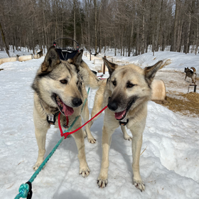 Nature's Kennel Winter Dog Sledding Adventures