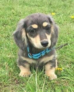 pup juli