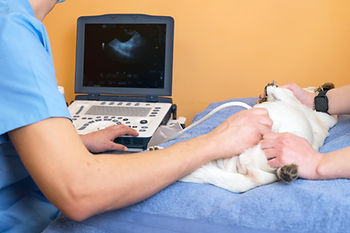A veterinary imaging technician performs an ultrasound on a dog lying on a blue towel. The setting has an orange wall. The veterinary sonographer wears blue scrubs and a smartwatch.