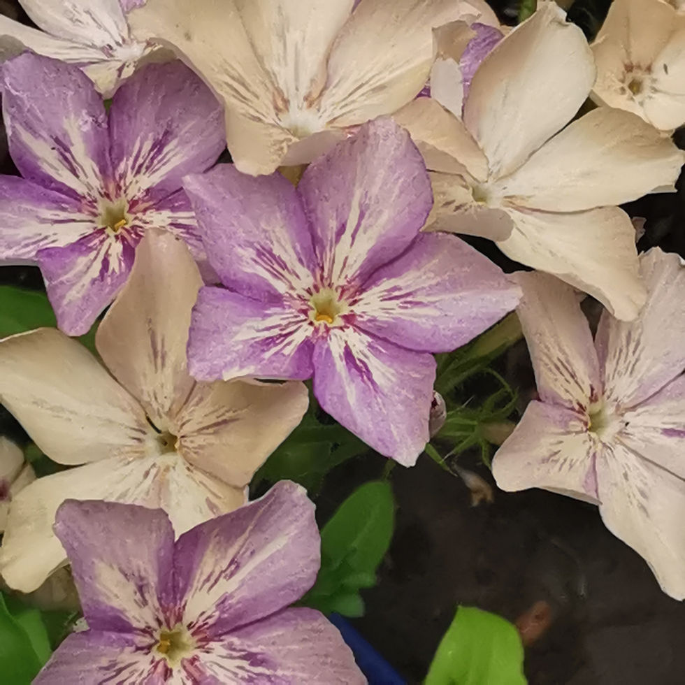 Purple Phlox flowers