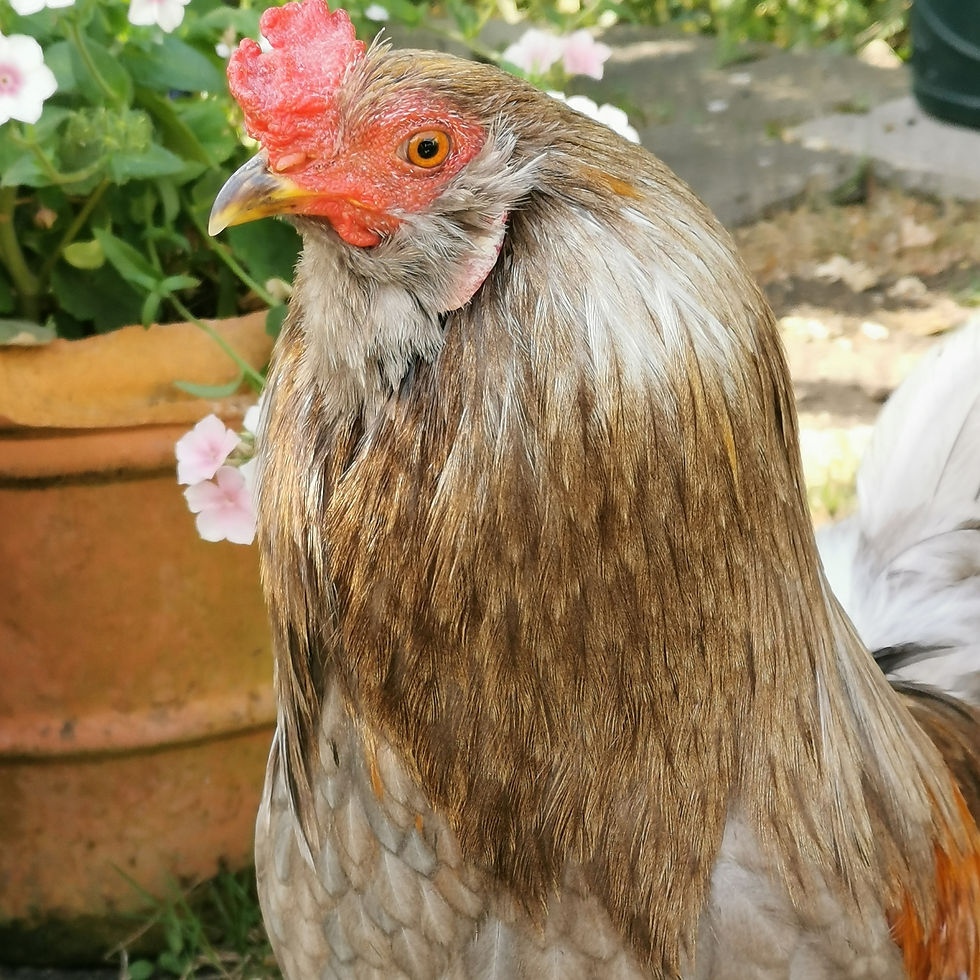 Copper coloured rooster