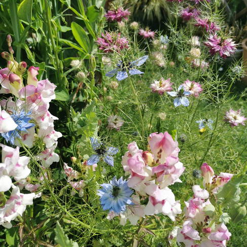 love-in-a-mist and snapdragons beds