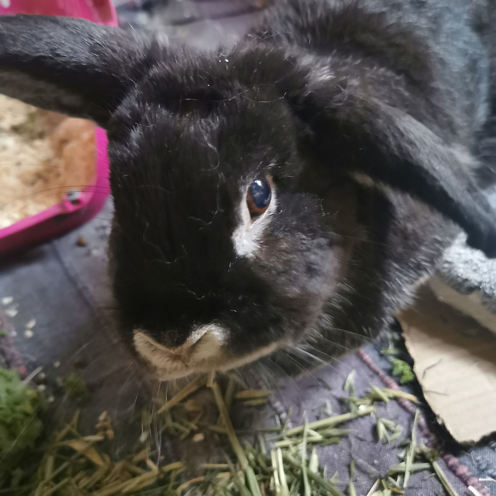 Black rabbit