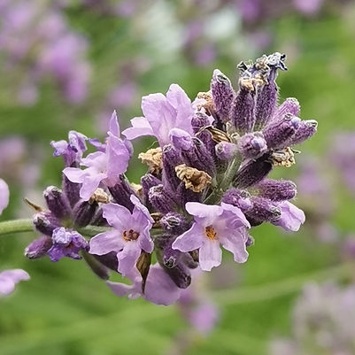 Bright lavender flowers ready for harvest