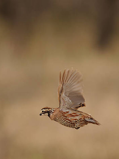 quail.jpg