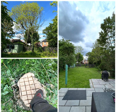 collage of before and after tree removal