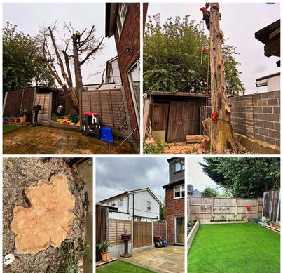 collage of before and after tree removal.