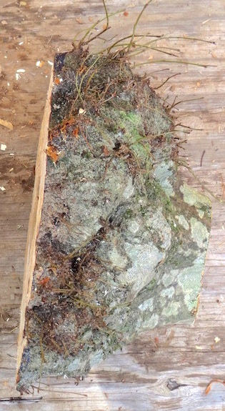 Thumbnail: American Hornbeam Burl Bowl (17SF76) SOLD