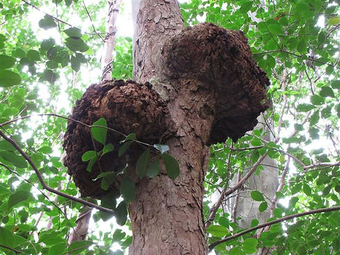 Burls on a eucalyptus gum tree