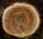 Top view of fresh turned 18" diam elm burl