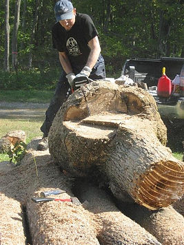 Lou Pignolet cutting an enormous black ash burl