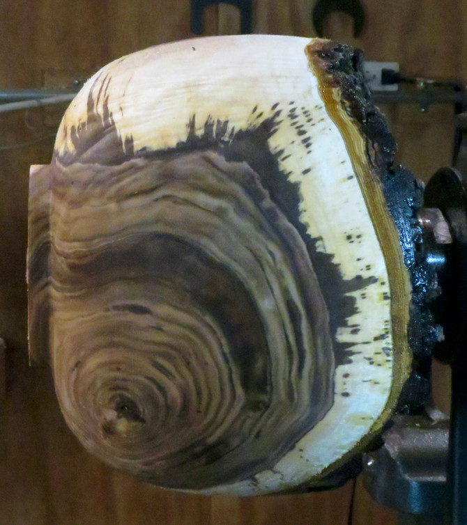 Another Beautiful Black Walnut Crotch