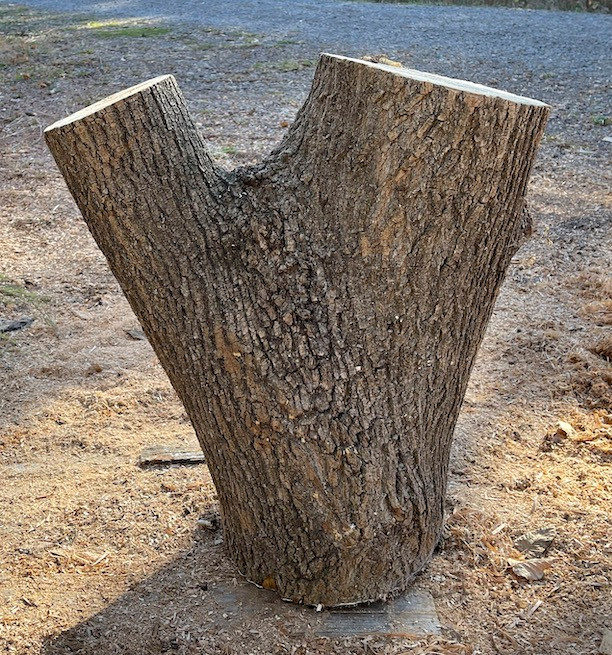 Box Elder Crotch Bowls