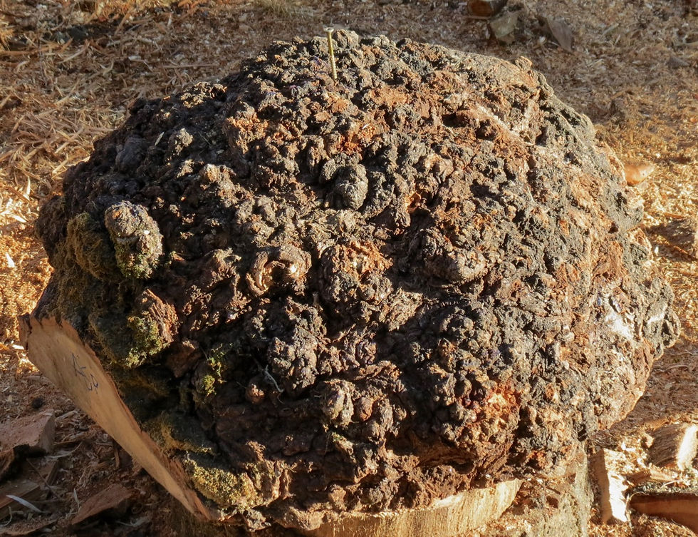 Thumbnail: Large Spalted Aspen Burl Bowl (18W16) SOLD