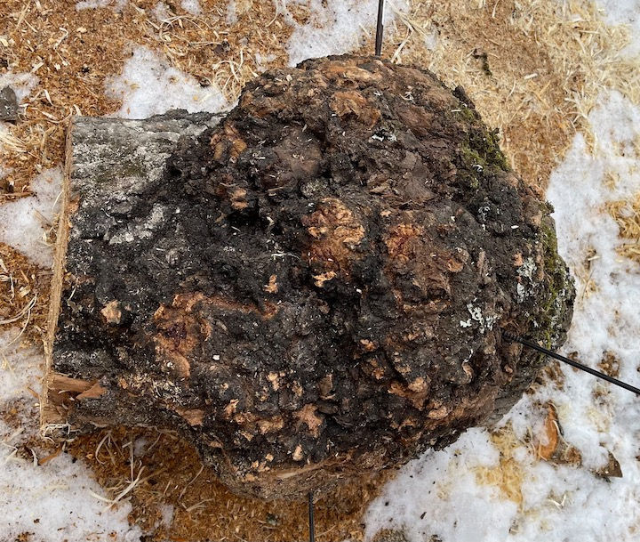 Thumbnail: Spalted Aspen Burl Bowl (23WS16) SOLD