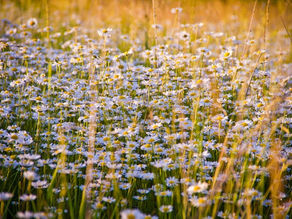 La Camomilla…dolce senza limiti di dosaggio